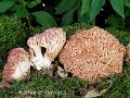 Ramaria botrytis-amf398